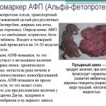 AFP blood test in men and women during pregnancy, how to take it, the norm, what it shows