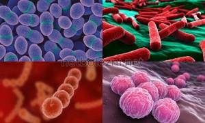 Бактерии, вызывающие болезнь