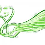 Helicobacter pylori bacterium