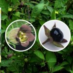 Belladonna. Indications for use in homeopathy for men, women, children for various diseases, preparation and storage of raw materials 