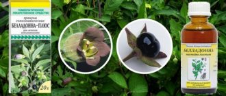 Belladonna. Indications for use in homeopathy for men, women, children for various diseases, preparation and storage of raw materials