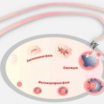 Painful ovulation. Causes, symptoms, pain relief, treatment and prevention 