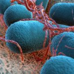 Болезнетворные бактерии