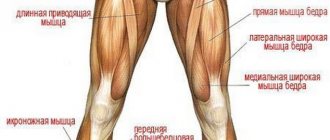 Болят мышцы ног: причины и схема терапии