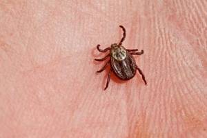 Lyme disease (Lyme borreliosis): symptoms with photos, consequences ...