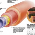 Брюшная аорта. Где расположена, размеры, норма по УЗИ, топография, ветви