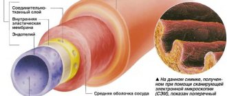 Брюшная аорта. Где расположена, размеры, норма по УЗИ, топография, ветви