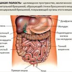Human abdominal cavity. Anatomy, what organs, functions, ultrasound, MRI, diseases 