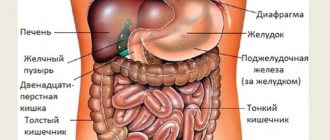Брюшная полость человека. Анатомия, какие органы, функции, УЗИ, МРТ, заболевания