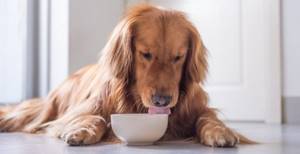 Чем кормить собаку при энтерите