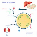 Цикл мочевины в крови.jpg