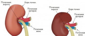 Циннабсин (Cinnabsin) для детей. Отзывы, инструкция по применению