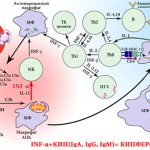 Действие Кипферона
