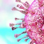 ДНК цитомегаловируса