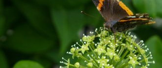 Элеутерококк с бабочкой