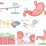 Факторы риска развития заболевания