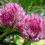 Феминал при климаксе. Как принимать, противопоказания, аналоги. Отзывы женщин