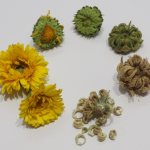 фото цветков календулы