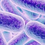 Haemophilus influenzae. What is it in the pharynx, nose in a child, adults, symptoms, treatment 