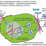 Генферон (Genferon) спрей в нос. Инструкция по применению для детей, при беременности