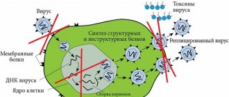 Генферон (Genferon) спрей в нос. Инструкция по применению для детей, при беременности