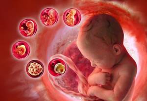 Имплантация эмбриона при ЭКО