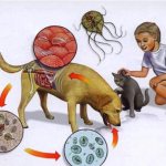 Как передаются паразиты