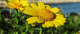 What does the plant look like?