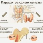 Calcitonin. Norm for women, men, table, what it is, what it shows, increased, decreased, reasons 