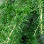 Cedar oil medicinal properties and contraindications