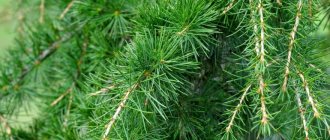 Кедровое масло лечебные свойства и противопоказания