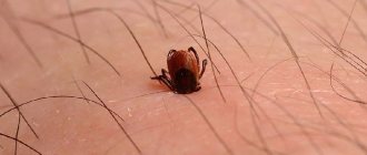 Клещевой энцефалит симптомы и лечение