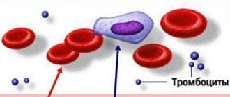 Клетки крови