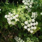 кониум 200 гомеопатия показания к применению