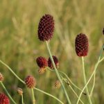 кровохлебка