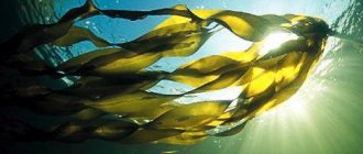 kelp tablets reviews