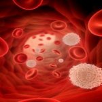 Лейкоциты в крови норма у женщин и таблица по возрасту
