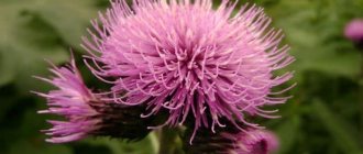 Leuzea