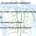 Лимфатические узлы на теле человека. Описание, атлас-схема, за что отвечают, как лечить