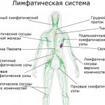 Лимфосистема человека. Схема в картинках, функции, заболевания, чистка. Методы, средства, массаж