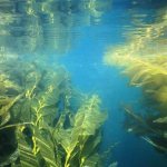 мамоклам инструкция по применению