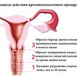 Mechanism of action of the contraceptive drug