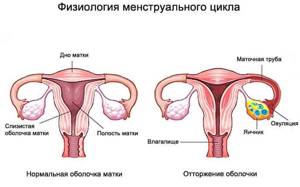 Либидо цикл. Нарушение менструационного цикла .аменорея. Вторичная маточная аменорея. Функциональные нарушения менструального цикла. Аменорея что это такое у женщин.