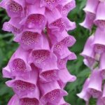 Foxglove purpurea