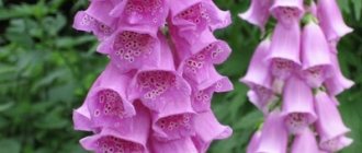 Наперстянка пурпурная