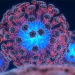 Нейтрофилы клетки