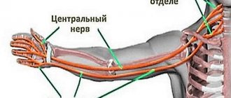 Немеют руки по ночам. Причины во время сна, что делать, как лечить, к какому врачу обратиться
