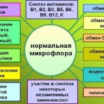 Нормальная микрофлора (нормофлора) желудочно-кишечного тракта является необходимым условием жизнедеятельности организма.