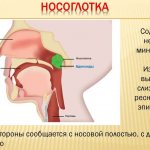 Носоглоточная миндалина