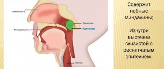 Nasopharyngeal tonsil